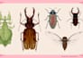 illustrate cute silly insects
